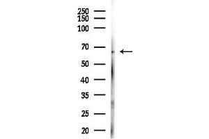 anti-G1 To S Phase Transition 2 (GSPT2) (N-Term) antibody