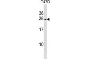 Western blot analysis in T47D cell line lysates (35ug/lane) using PIGP  Antibody (N-term). (PIGP 抗体  (N-Term))