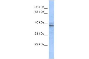 WB Suggested Anti-ZNF625 Antibody Titration:  0. (ZNF625 抗体  (N-Term))