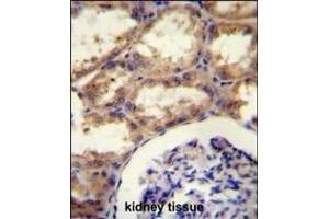 SEPT9 Antibody  (ABIN390155 and ABIN2840654) immunohistochemistry analysis in formalin fixed and paraffin embedded kidney tissue followed by peroxidase conjugation of the secondary antibody and DAB staining.