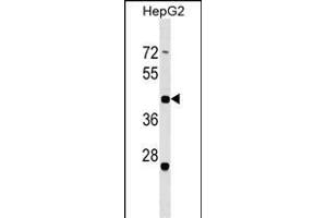 ZN Antibody (Center) (ABIN1537746 and ABIN2849489) western blot analysis in HepG2 cell line lysates (35 μg/lane). (ZNF547 抗体  (AA 109-135))