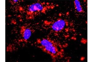 Proximity Ligation Analysis of protein-protein interactions between XIAP and CASP9.