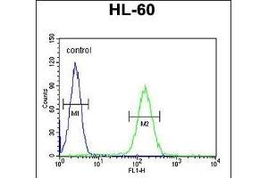 NOS1 Antibody (Center) 10269c flow cytometric analysis of HL-60 cells (right histogram) compared to a negative control cell (left histogram).