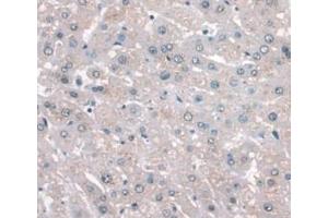 IHC-P analysis of Human Liver Tissue, with DAB staining. (APOA1 抗体  (AA 122-267))