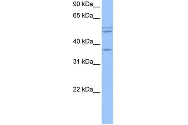 CCDC78 抗体  (Middle Region)