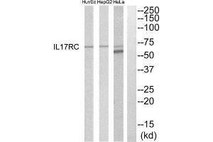 Western Blotting (WB) image for anti-Interleukin 17 Receptor C (IL17RC) (C-Term) antibody (ABIN1852560) (IL17RC 抗体  (C-Term))