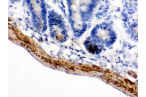 Anti- MAOB Picoband antibody,IHC(P) IHC(P): Mouse Intestine Tissue (Monoamine Oxidase B 抗体  (C-Term))