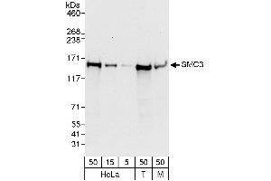 Western Blotting (WB) image for anti-Structural Maintenance of Chromosomes 3 (SMC3) (AA 325-375) antibody (ABIN7452912)