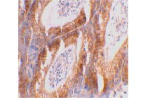 Immunohistochemical staining of mouse testis tissue using BCL2L14 polyclonal antibody  at 2 ug/mL . (BCL2L14 抗体  (C-Term))