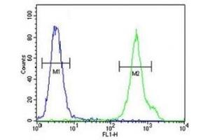 CD1e antibody flow cytometric analysis of MDA-MB435 cells (right histogram) compared to a negative control (left histogram). (CD1e 抗体  (AA 184-212))