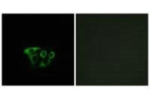 Immunofluorescence (IF) image for anti-ATP Synthase, H+ Transporting, Mitochondrial Fo Complex, Subunit G2 (ATP5L2) antibody (ABIN7183167)