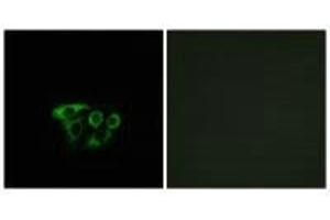 Immunofluorescence analysis of A549 cells, using ATP5L2 antibody. (ATP5L2 抗体)