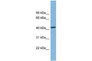 WB Suggested Anti-DNAJB12 Antibody Titration:  0. (DNAJB12 抗体  (Middle Region))