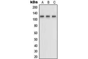Western blot analysis of Neuropilin 1 expression in HUVEC (A), MDAMB231 (B), COS7 (C) whole cell lysates. (Neuropilin 1 抗体  (Center))