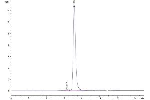 The purity of Mouse Tenascin is greater than 95 % as determined by SEC-HPLC.