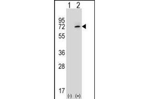 Western blot analysis of XRCC6 (arrow) using rabbit polyclonal XRCC6 Antibody (C-term) (ABIN651280 and ABIN2840167).