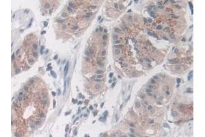 Detection of NID2 in Human Stomach Tissue using Polyclonal Antibody to Nidogen 2 (NID2)