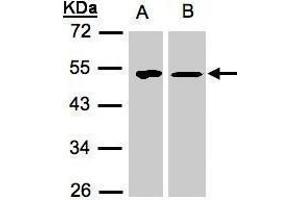 Western Blotting (WB) image for anti-Tu Translation Elongation Factor, Mitochondrial (Tufm) antibody (ABIN2855160)