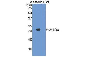 Western Blotting (WB) image for anti-Interleukin 17C (IL17C) (AA 36-187) antibody (ABIN1859356) (IL17C 抗体  (AA 36-187))