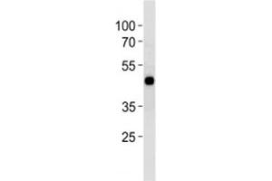 Western Blotting (WB) image for anti-cAMP Responsive Element Binding Protein 1 (CREB1) (AA 105-132) antibody (ABIN3030270)