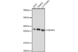 Western blot analysis of extracts of various cell lines, using DD Rabbit mAb (ABIN7266778) at 1:1000 dilution. (DDAH1 抗体)