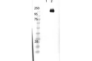 Western Blot of Rabbit Anti-Cas9 Antibody. (CRISPR-Cas9 (C-Term) 抗体 (HRP))