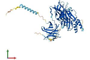 AlphaFold protein structure predicition of Human Recombinant DBH Protein, UniprotID P09172