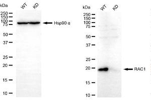 Western blotting analysis using RAC1 antibody (ABIN7800112). (RAC1 抗体)