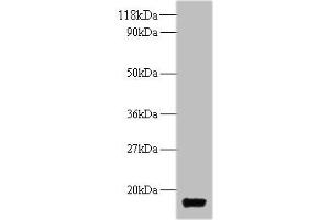 Western blot All lanes: trxA antibody at 2 μg/mL + DH5α whole cell lysate Secondary Goat polyclonal to rabbit IgG at 1/10000 dilution Predicted band size: 12 kDa Observed band size: 12 kDa (TrxA (AA 2-109) 抗体)