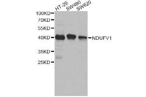 Western blot analysis of extracts of various cell lines, using NDUFV1 antibody. (NDUFV1 抗体  (AA 1-250))