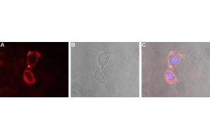 Expression of Glutamate receptor δ2 in rat PC12 cells - Cell surface detection of GluD2 in live intact rat PC12 pheochromocytoma cells. (GRID2 抗体  (Extracellular, N-Term))