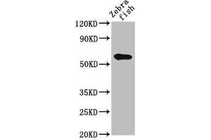 Western Blot Positive WB detected in: Zebrafish tissue All lanes: src antibody at 2 μg/mL Secondary Goat polyclonal to rabbit IgG at 1/50000 dilution Predicted band size: 61 kDa Observed band size: 61 kDa (Src 抗体  (AA 2-146))