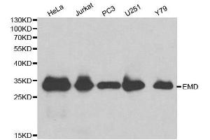 Western blot analysis of extracts of various cell lines, using EMD antibody. (Emerin 抗体  (AA 1-220))