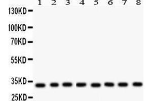 Anti- SMN1/2 Picoband antibody, Western blotting All lanes: Anti SMN1/2 at 0. (SMN1 / SMN2 (AA 22-52), (N-Term) 抗体)
