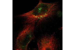 Immunofluorescent staining of U251 cells using SIK2 polyclonal antibody  shows positivity in the Golgi apparatus (green). (SIK2 抗体  (AA 325-457))