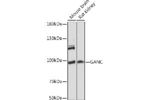 Western blot analysis of extracts of various cell lines, using GANC Rabbit pAb (ABIN7267406) at 1:1000 dilution. (GANC 抗体  (AA 100-200))