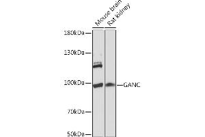 Western blot analysis of extracts of various cell lines, using GANC Rabbit pAb (ABIN7267406) at 1:1000 dilution.