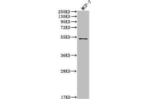 Western Blot Positive WB detected in: MCF-7 whole cell lysate All lanes: PD1 antibody at 1:2000 Secondary Goat polyclonal to rabbit IgG at 1/50000 dilution Predicted band size: 32 KDa Observed band size: 32 kDa (Recombinant PD-1 抗体)