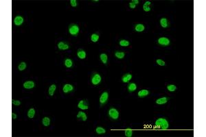 Immunofluorescence (IF) image for anti-Myoneurin (MYNN) (AA 501-610) antibody (ABIN565953)