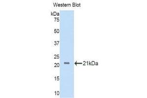 Western Blotting (WB) image for anti-Interleukin 11 Receptor, alpha (IL11RA) (AA 59-217) antibody (ABIN3203902) (IL11RA 抗体  (AA 59-217))