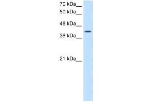 ACTR2 antibody - N-terminal region  validated by WB using Jurkat cell lysate at 2. (ACTR2 抗体  (N-Term))