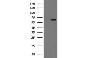 Image no. 1 for anti-Chaperonin Containing TCP1, Subunit 8 (Theta)-Like 2 (CCT8L2) antibody (ABIN1497484) (CCT8L2 抗体)