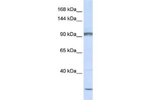 WB Suggested Anti-PCDHAC2 Antibody Titration:  0. (PCDHAC2 抗体  (N-Term))