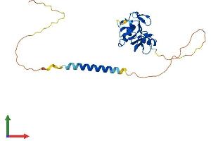 Protein Structure (PS) image for C-Type Lectin Domain Family 7, Member A (CLEC7A) (AA 1-244) protein (His tag) (ABIN7558095)