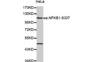 Western Blotting (WB) image for anti-Nuclear Factor of kappa Light Polypeptide Gene Enhancer in B-Cells 1 (NFKB1) (pSer337) antibody (ABIN3019578)