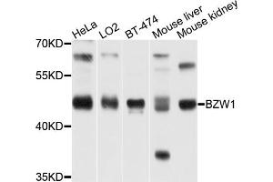 Western blot analysis of extracts of various cell lines, using BZW1 antibody (ABIN1875479) at 1:1000 dilution. (BZW1 抗体)