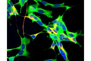 Human neuroblastoma SH-SY5Y cells stained with mouse anti-GAPDH (green), chicken antibody to neurofilament NF-H (catalog # 1451-NFH) (red) and DNA (blue). (GAPDHS 抗体)