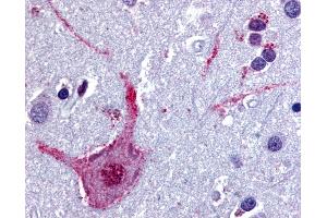 Anti-CHRM3 / M3 antibody IHC of human brain, cortex. (CHRM3 抗体  (Cytoplasmic Domain))