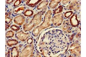 Immunohistochemistry (IHC) image for anti-phosphodiesterase 2A, CGMP-Stimulated (PDE2A) (AA 15-226) antibody (ABIN7147508)