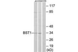Western blot analysis of extracts from COS7/Jurkat cells, using BST1 Antibody. (BST1 抗体  (AA 71-120))